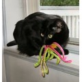 Pet - "For the love of Critters" Pet - "For the love of Critters"